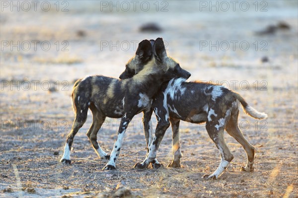 African wild dogs (Lycaon pictus)