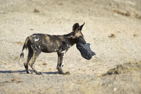 African Wild Dog (Lycaon pictus)