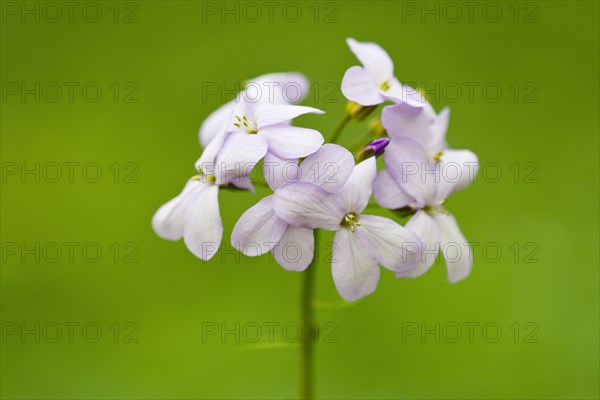 Large-flowered Bittercress (Cardamine bulbifera