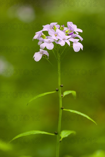 Large-flowered Bittercress (Cardamine bulbifera