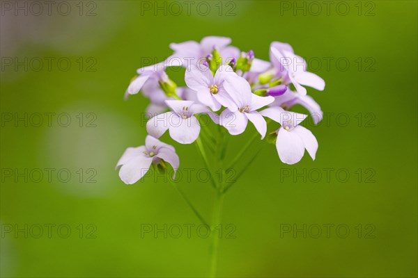 Large-flowered Bittercress (Cardamine bulbifera