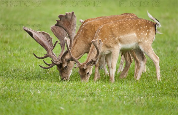 Fallow Deer (Dama dama) with velvet antlers