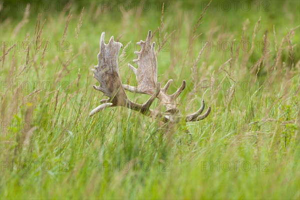 Fallow Deer (Dama dama)