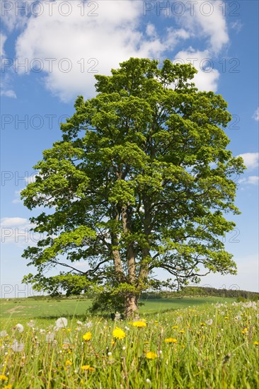 Old Field Maple (Acer campestre)