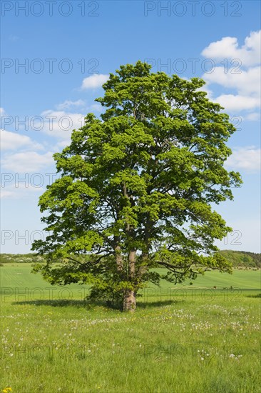 Old Field Maple (Acer campestre)