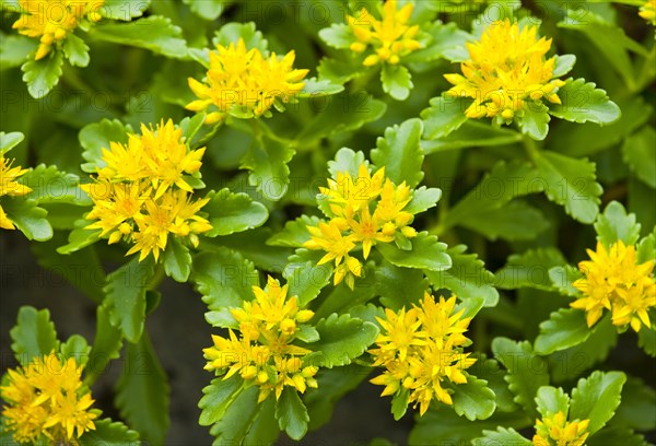 Aizoon Stonecrop (Phedimus aizoon