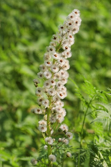 White Butterbur (Petasites albus)