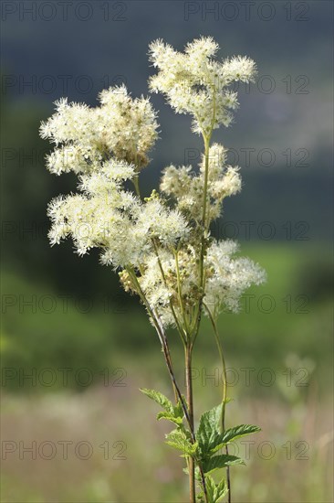 Meadowsweet (Filipendula ulmaria)