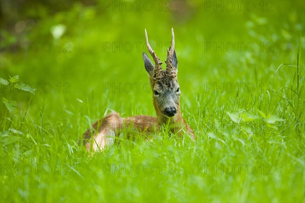 Roe Deer (Capreolus capreolus)