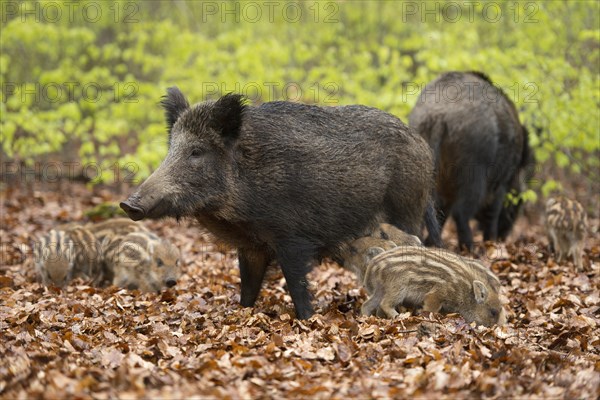 Wild boar (Sus scrofa)