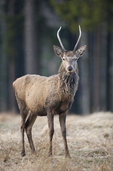 Young red deer (Cervus elaphus)