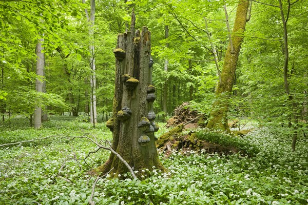 Dead European beech (Fagus sylvatica) with tinder fungus (Fomes fomentarius) and blooming wild garlic (Allium ursinum)