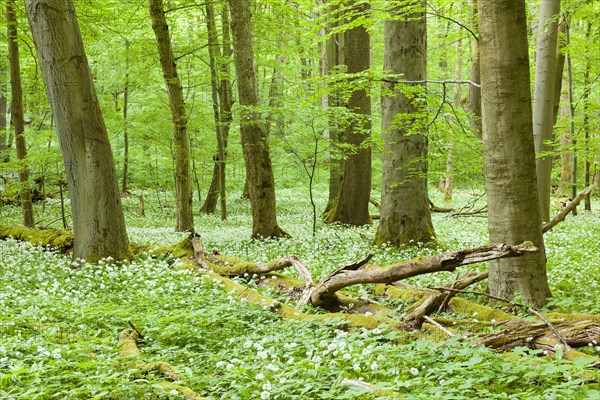 European beech (Fagus sylvatica) forest with deadwood and blooming wild garlic (Allium ursinum)