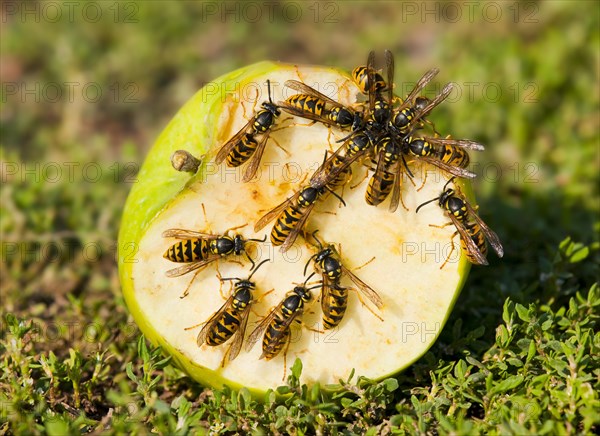 German wasps (Vespula germanica)