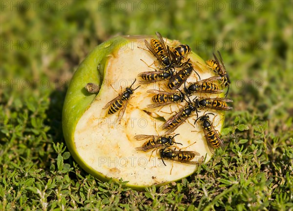 German wasps (Vespula germanica)