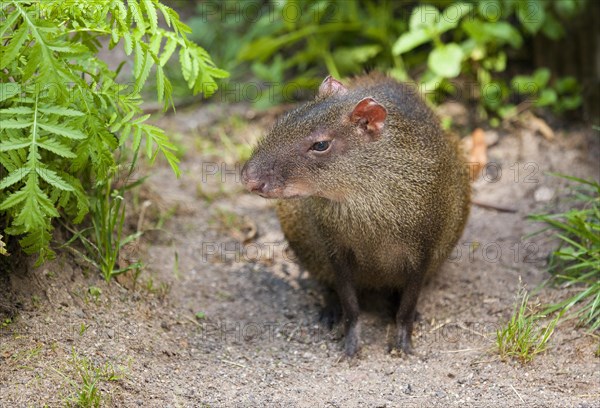 Red-rumoped agouti (Dasyprocta leporina)