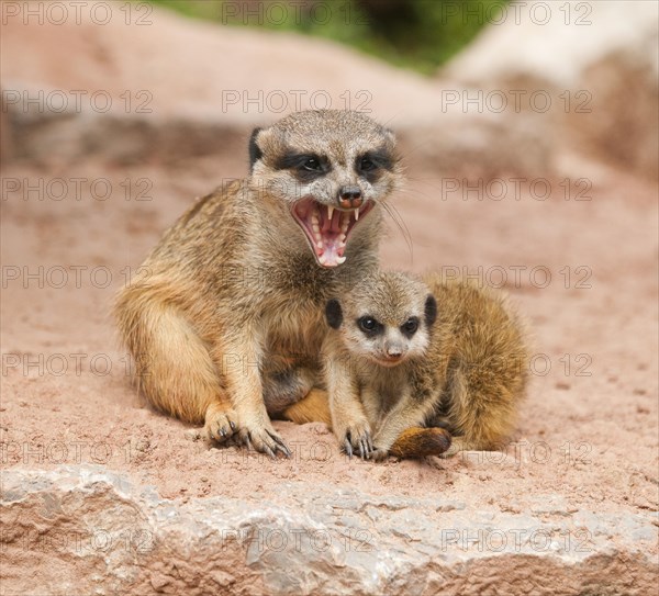 Meerkats (Suricata suricatta)