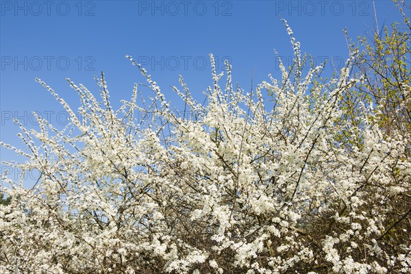 Blackthorn (Prunus spinosa)