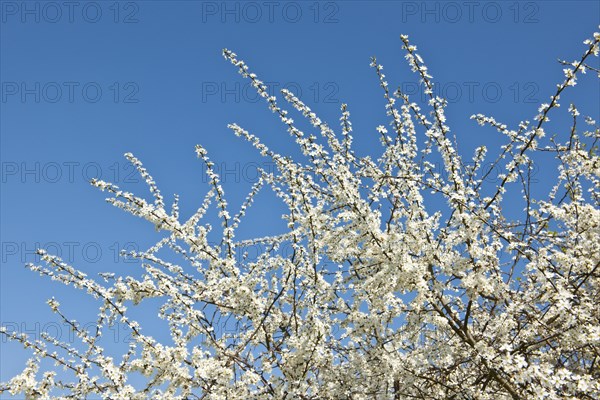 Blackthorn (Prunus spinosa)