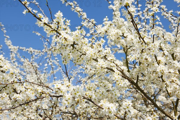 Blackthorn (Prunus spinosa)