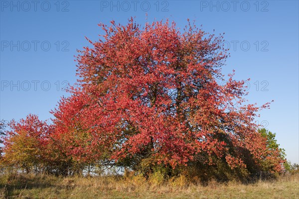 Bird cherry (Prunus avium) with red leaves in autumn