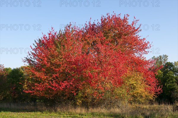 Bird cherry (Prunus avium) with red leaves in autumn