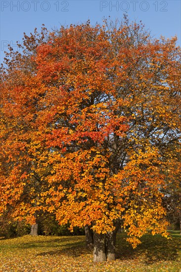 Swedish whitebeam (Sorbus intermedia) with autumnal colored leaves