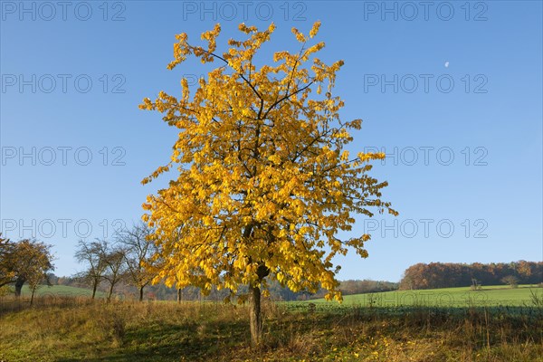 Wild cherry (Prunus avium)