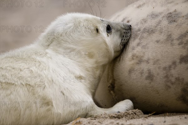 Grey seals (Halichoerus grypus)