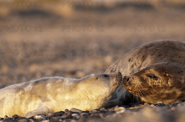 Grey seals (Halichoerus grypus)