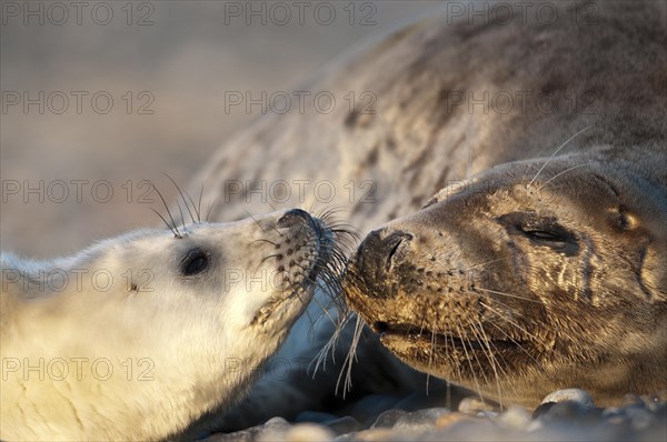 Grey seals (Halichoerus grypus)