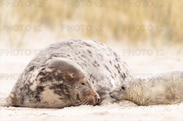 Grey seals (Halichoerus grypus)