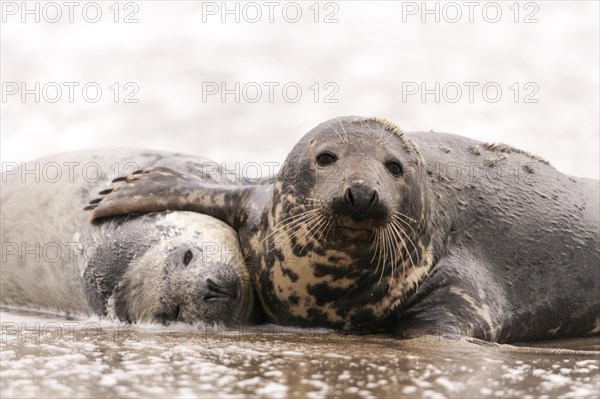 Grey seals (Halichoerus grypus)