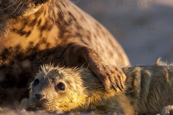 Grey seals (Halichoerus grypus)