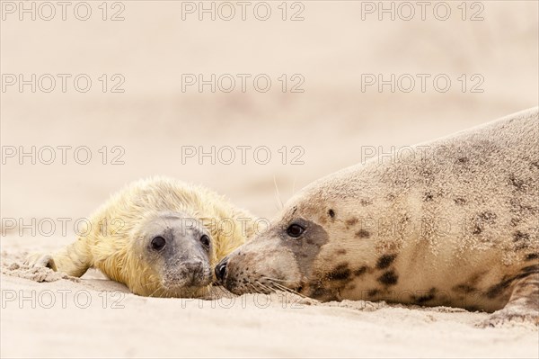 Grey seals (Halichoerus grypus)