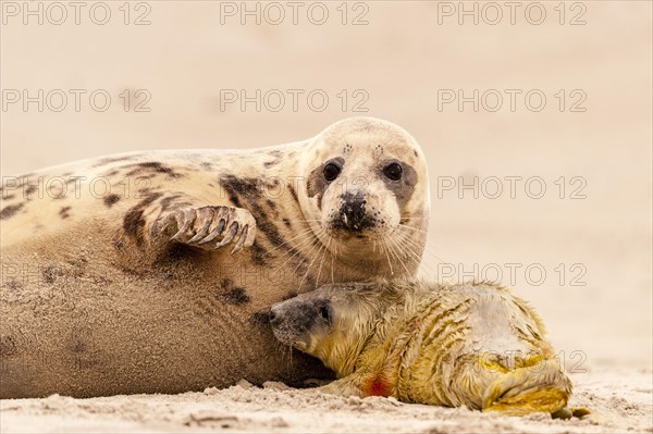 Grey seals (Halichoerus grypus)