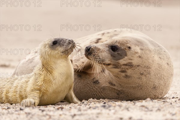 Grey seals (Halichoerus grypus)