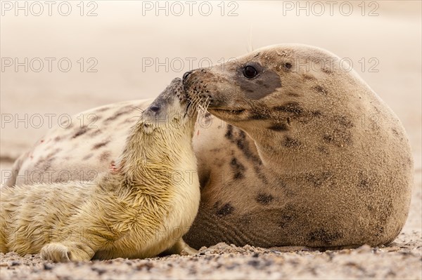 Grey seals (Halichoerus grypus)