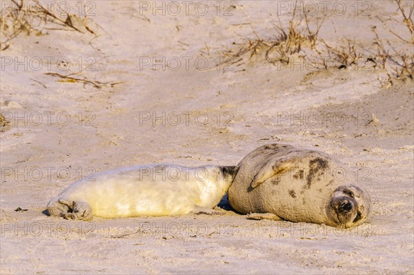 Grey seals (Halichoerus grypus)