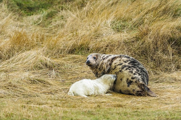 Grey seals (Halichoerus grypus)