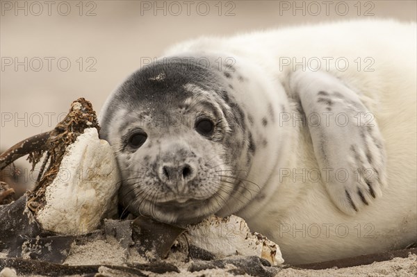 Grey seal (Halichoerus grypus) pup