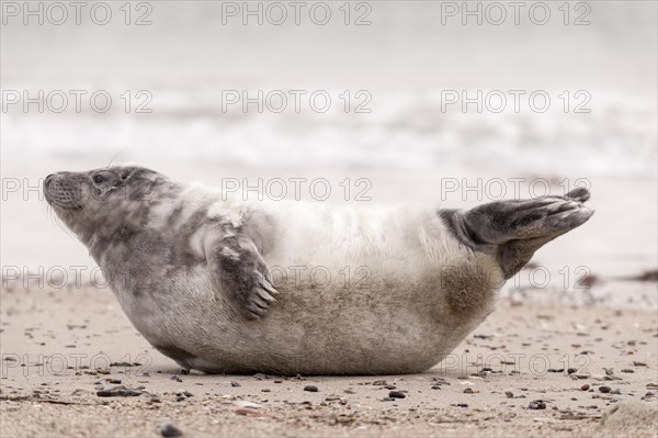 Grey seal (Halichoerus grypus) pup