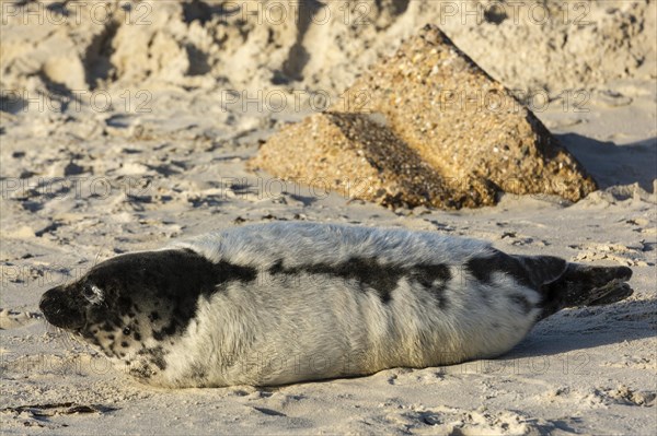 Grey seal (Halichoerus grypus) pup