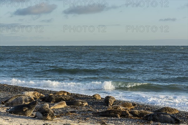 Colony of grey seals (Halichoerus grypus) Helgoland