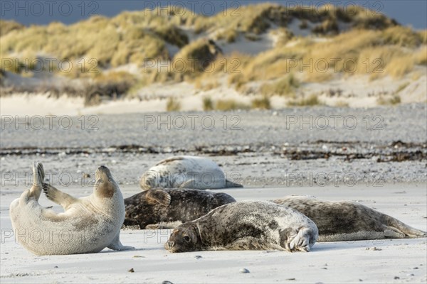 Grey seals (Halichoerus grypus)