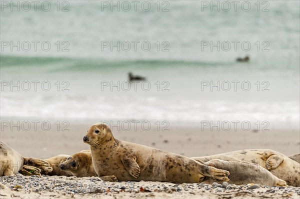 Grey seals (Halichoerus grypus)