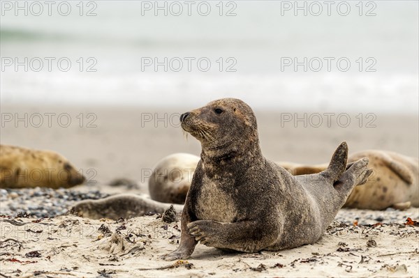 Grey seal (Halichoerus grypus)