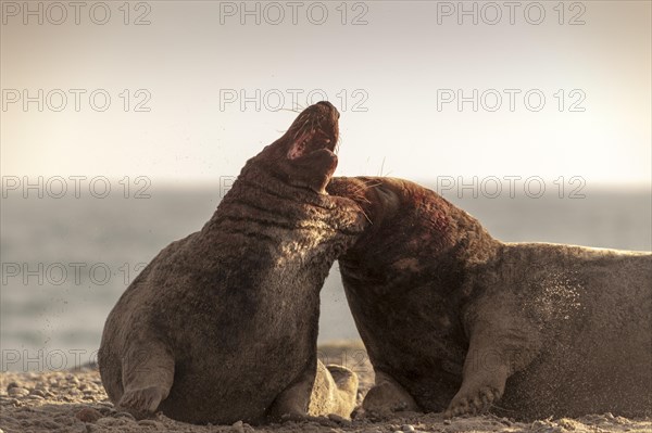 Grey seals (Halichoerus grypus)