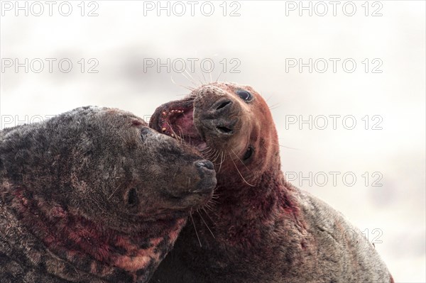 Grey seals (Halichoerus grypus)