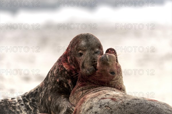 Grey seals (Halichoerus grypus)